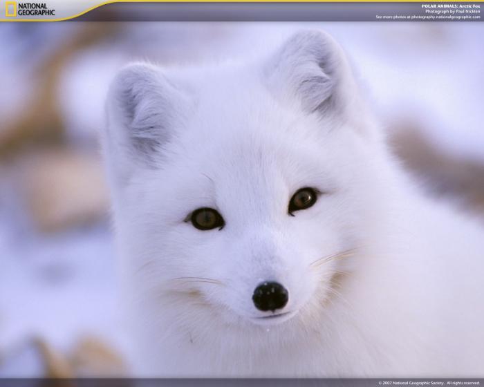 National Geographic Polar Animals Screensaver Free Download